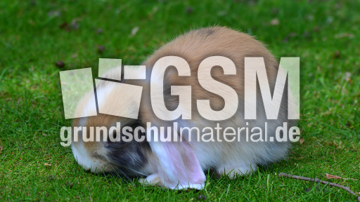 Widderkaninchen (02).jpg